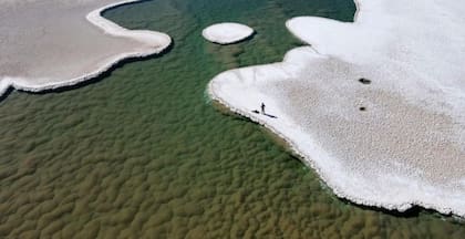 Estromatolitos en el fondo de una laguna en la puna de Atacama en Argentina