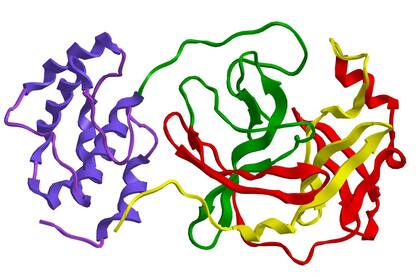 Estructura molecular de la proteasa principal del Covid-19