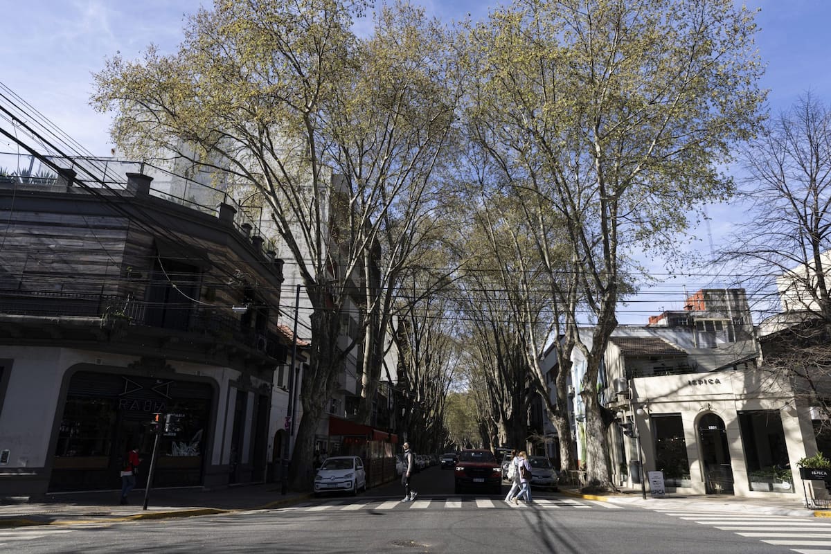 Estudiantes de una escuela porteña proponen reemplazar los plátanos en las calles de la ciudad para reducir alergias