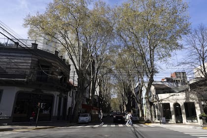 Estudiantes de una escuela porteña proponen reemplazar los plátanos en las calles de la ciudad para reducir alergias