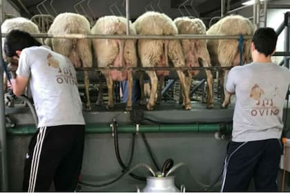 Estudiantes de veterinaria aseguran que podrían perder un año lectivo por una correlativa en las prácticas de quinto año