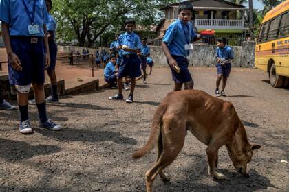 Estudiantes del colegio Jesus and Mary Sarvajanik, en Goa, juegan con un perro callejero