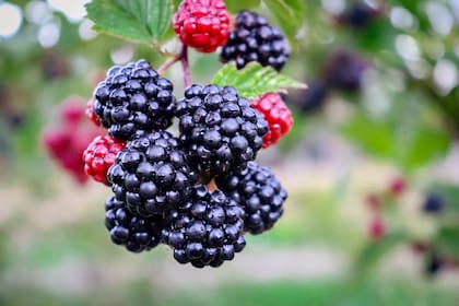 Estudios determinaron que las moras reducen las probabilidades de padecer trastornos cognitivos ocasionados por el envejecimiento