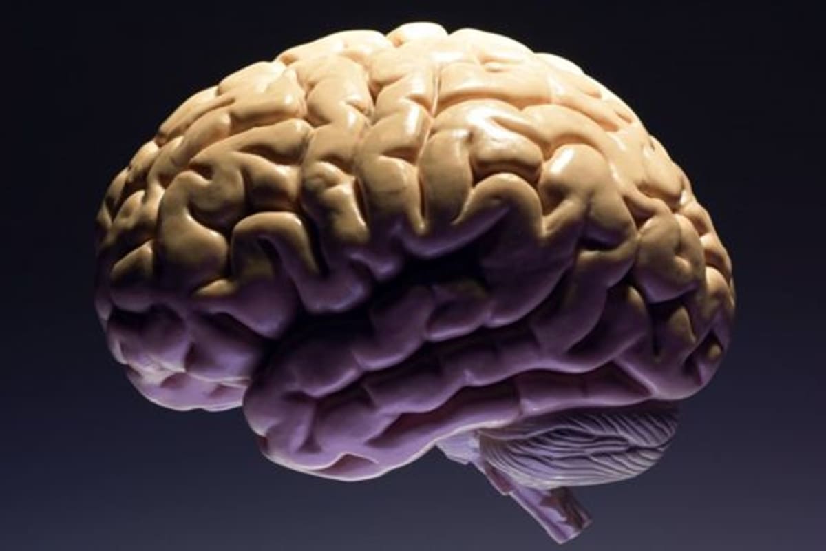 Estudios indican que el cerebro de la mujer crece cuando menstrúa y además que tiene más capacidades a la hora de comunicarse.