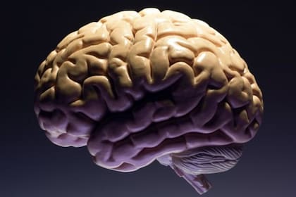 Estudios indican que el cerebro de la mujer crece cuando menstrúa y además que tiene más capacidades a la hora de comunicarse.