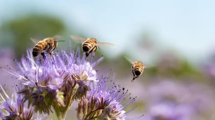 Estudios indican que las abejas modifican su comportamiento después de un incidente traumático