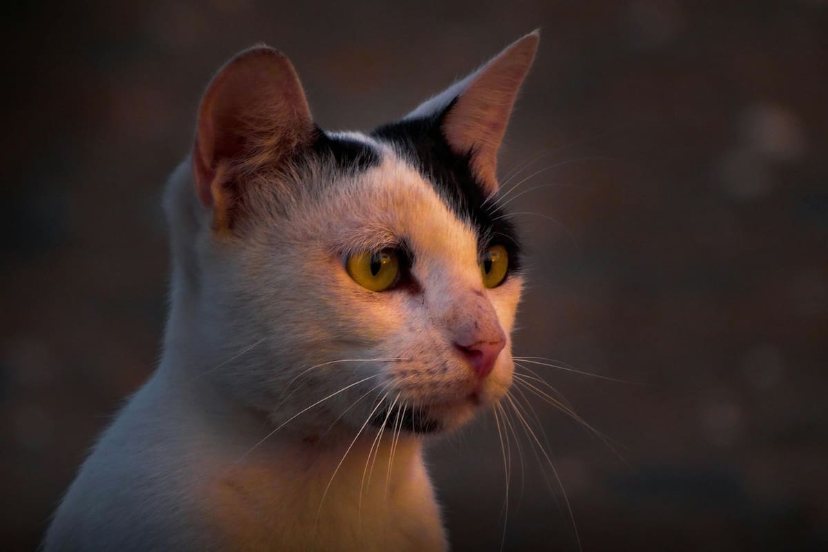 Estudios psicológicos demostraron el verdadero significado de soñar con que un animal querido muere (imagen ilustrativa)
