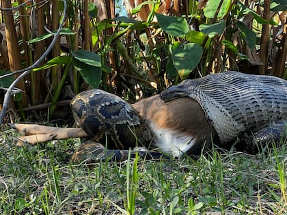 Estudios recientes de Conservancy of Southwest Florida revelaron que la apertura mandibular máxima de las pitones birmanas alcanza hasta 26 centímetros