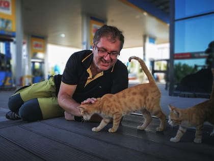 Estudios recientes demuestran que los gatos sí pueden ser entrenados