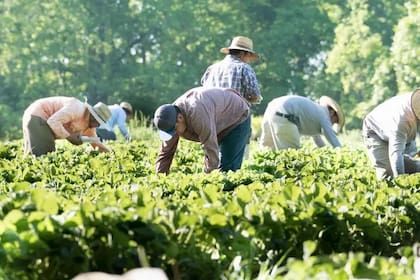 Estudios señalan que una deportación masiva afectaría a sectores como la construcción y la agricultura