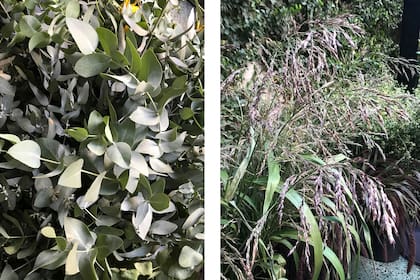 Eucaliptus y gramíneas son ramas que se usan para complementar un ramo y que dan una estética más 'garden style'.