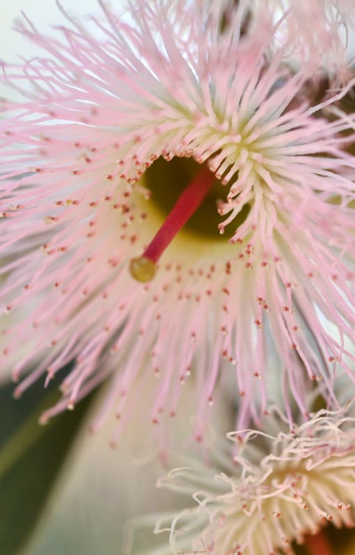 Eucalyptus sideroxylon