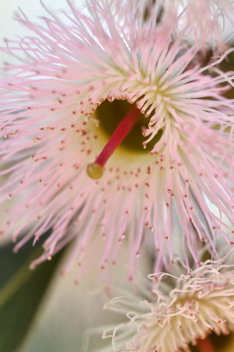 Eucalyptus sideroxylon