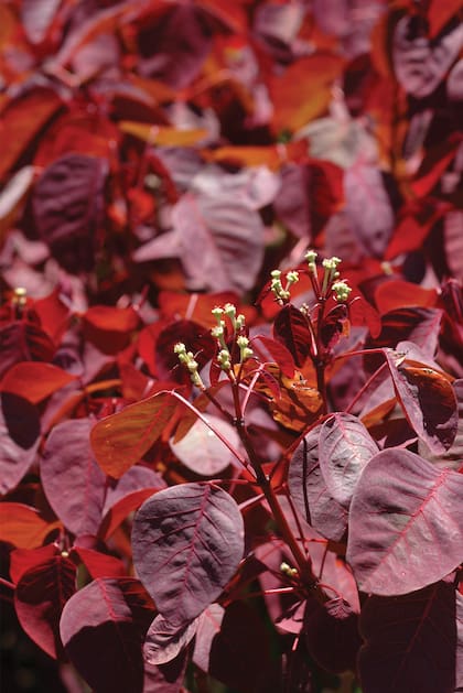 Euphorbia cotinifolia. El látex que brota de las ramas y hojas cortadas de las euforbias es muy irritante, pero el que tiene esta planta es también tóxico