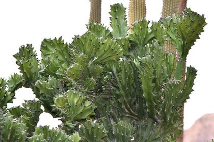 Euphorbia lactea cristata merece un lugar el museo de lo insólito