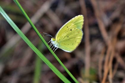 Eurema deva o limoncito, una mariposa nativa que se reproduce en el sen del campo
