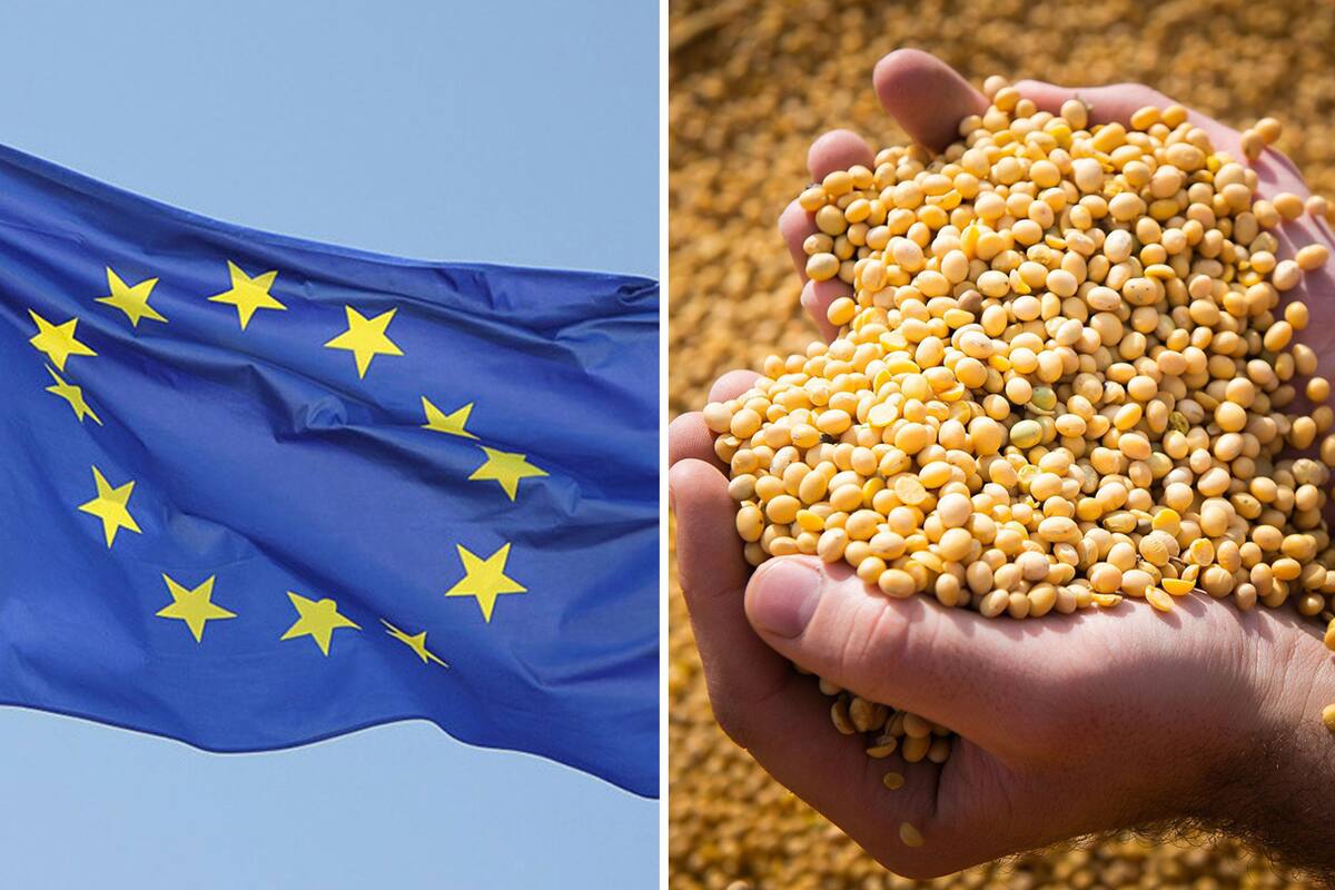 Europa no comprará productos de soja de zonas deforestadas