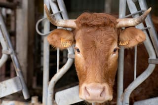 Europa prohibirá anunciar proteínas vegetales como carne