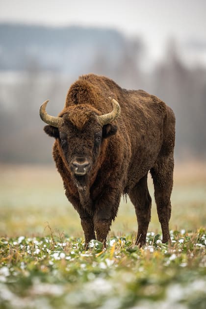 European bison - Bison bonasus in the Knyszyn Forest (Poland)