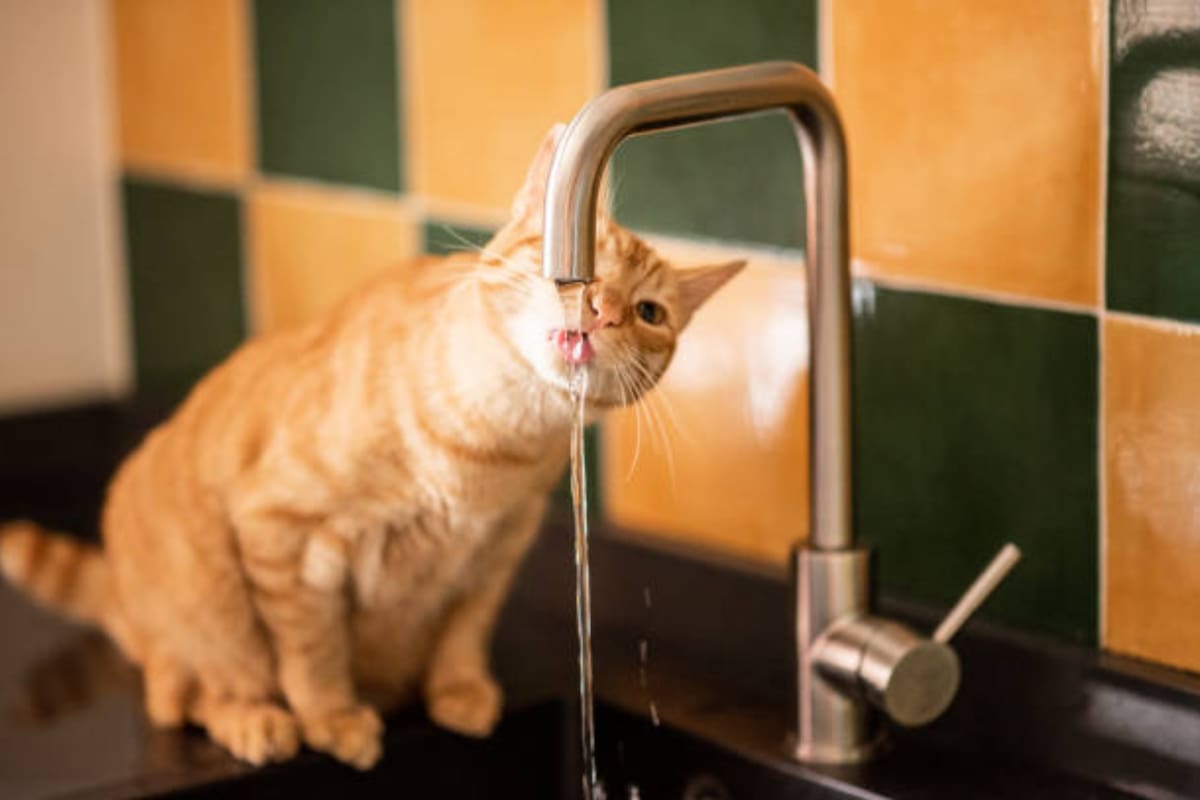 Eva, veterinaria: “Los gatos no expresan el calor como los perros o las personas; hay que aprender a leer sus señales”