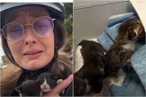 Evan rescató a tres gatos al costado de un camino rutero y se hizo viral en las redes