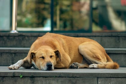 Evitá que los perros estén bajo el sol, proporcionales agua fresca y sombra durante todo el día