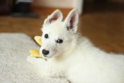Evitar el contacto visual directo ayuda a mantener la calma del animal ante la llegada de desconocidos