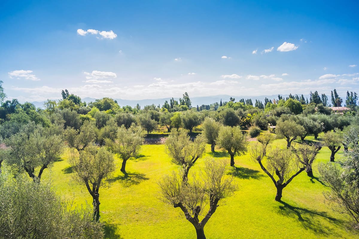 Excepción Mendoza es una de las pocas regiones olivícolas que tiene acceso a los cursos de agua