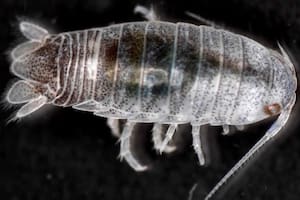 Excirolana chiltoni, un insecto que atemoriza a los bañistas de California