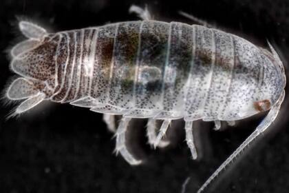 Excirolana chiltoni, un insecto que atemoriza a los bañistas de California