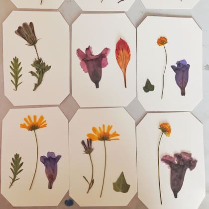 Flores prensadas en papeles listas para ser utilizadas en proyectos de collage, proyecto preferido por sus alumnos.