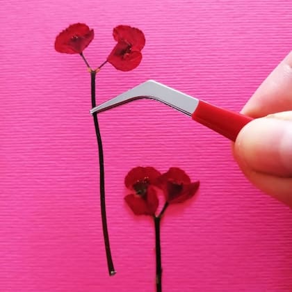 Para poder trasladar las flores disecadas hay que tener cierta delicadeza, por este motivo una pinza de precisión es de gran ayuda.