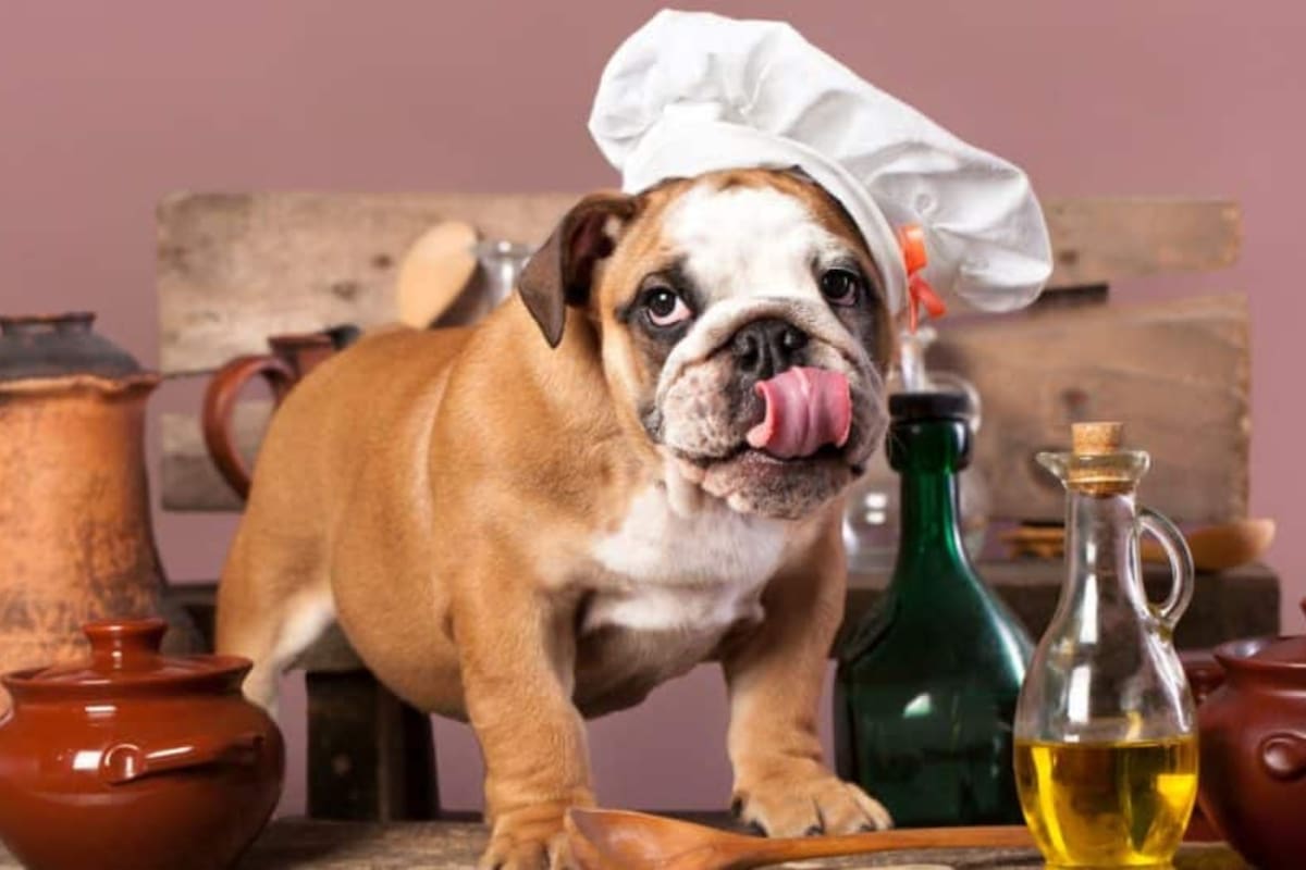 Existe el interrogante de si ciertos alimentos consumidos por humanos podrían beneficiar la salud de las mascotas