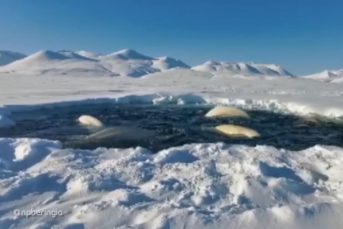 Existe el riesgo de que puedan morir de hambre, agotamiento o asfixia