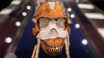 Existe un debate en curso sobre cuán inteligente era realmente el Homo naledi, cuyo cerebro era relativamente pequeño