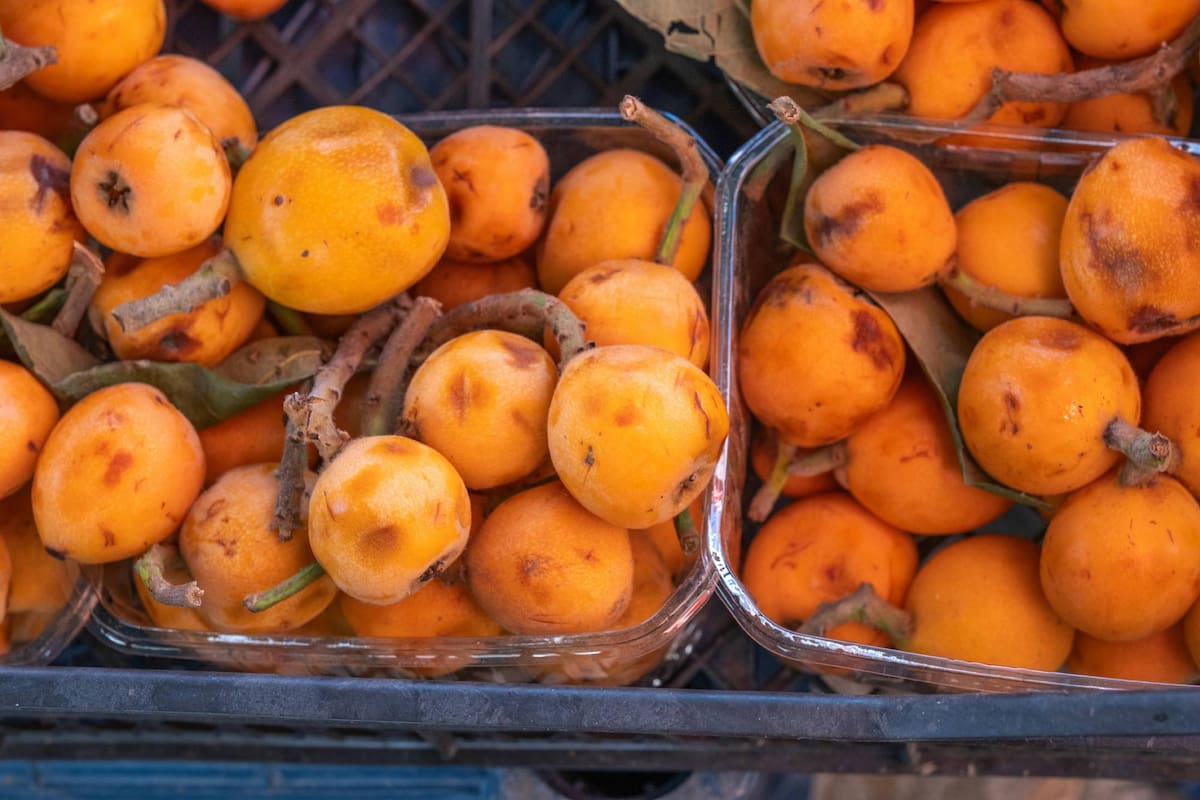 Existe un fruto llamado níspero que es capaz de aportar al organismo diferentes beneficios que pueden ayudar a la mejora de diferentes padecimientos