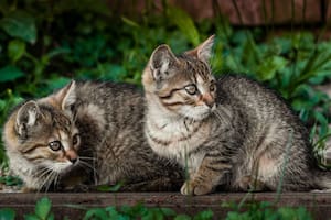 Existe un método sencillo y totalmente natural que sirve para ahuyentar a los gatos del jardín (Foto ilustrativa: PIXABAY)