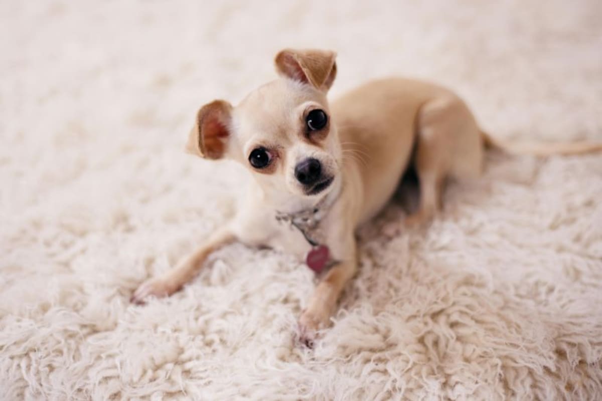 Existe un perro que es considerado el más inteligente de su especie