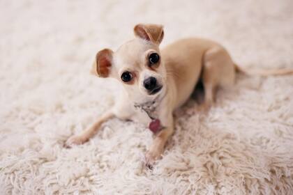 Existe un perro que es considerado el más inteligente de su especie