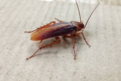 Existe un producto económico capaz de combatir a las cucarachas que invaden nuestro hogar
