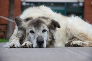 A qué edad envejece un perro