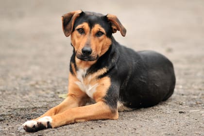 Existe una razón por la que los perros se muerden