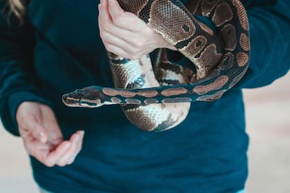 Existen 17 especies distintas en Nueva York, de las cuales tres son venenosas (Archivo)