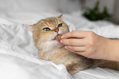 Existen al menos cinco síntomas comunes que dan cuenta de que el gato está sufriendo un problema hepático