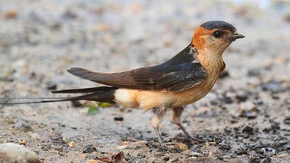 Existen algunas estrategias que pueden ayudar a conservar las especies de aves que se verán más afectadas por el cambio climático