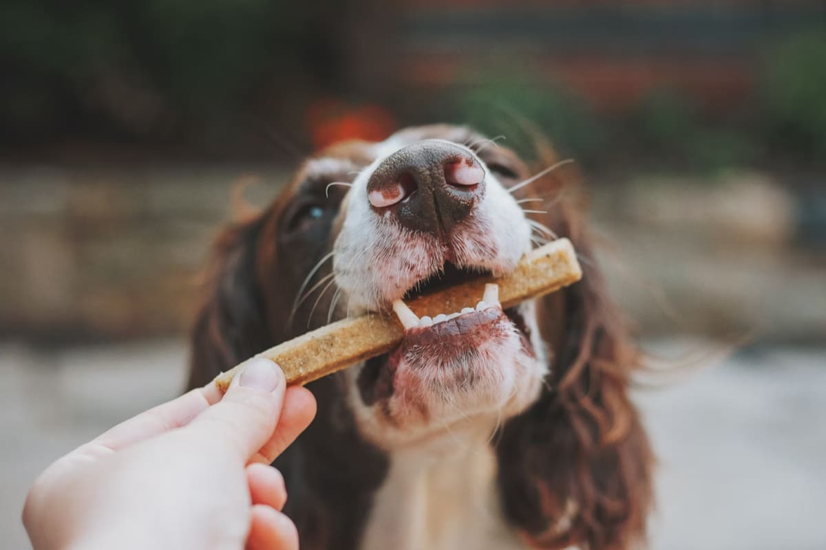 Existen alimentos ideales para darle a las mascotas (Foto Unsplash)