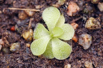 Existen aproximadamente 600 especies de plantas carnívoras alrededor del mundo. En este caso, una Pinguicula mexicana.