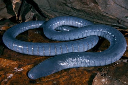 Existen casi 200 especies de cecilias que viven en bosques tropicales de todo el mundo