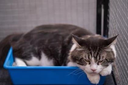 Existen casos en los que es muy difícil que un felino se acostumbre a hacer sus necesidades en este espacio