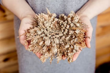 Existen ciertos tipos de plantas que pueden parecer muertas al no recibir agua durante meses, pero después de recibirla parecieran volver a la vida
